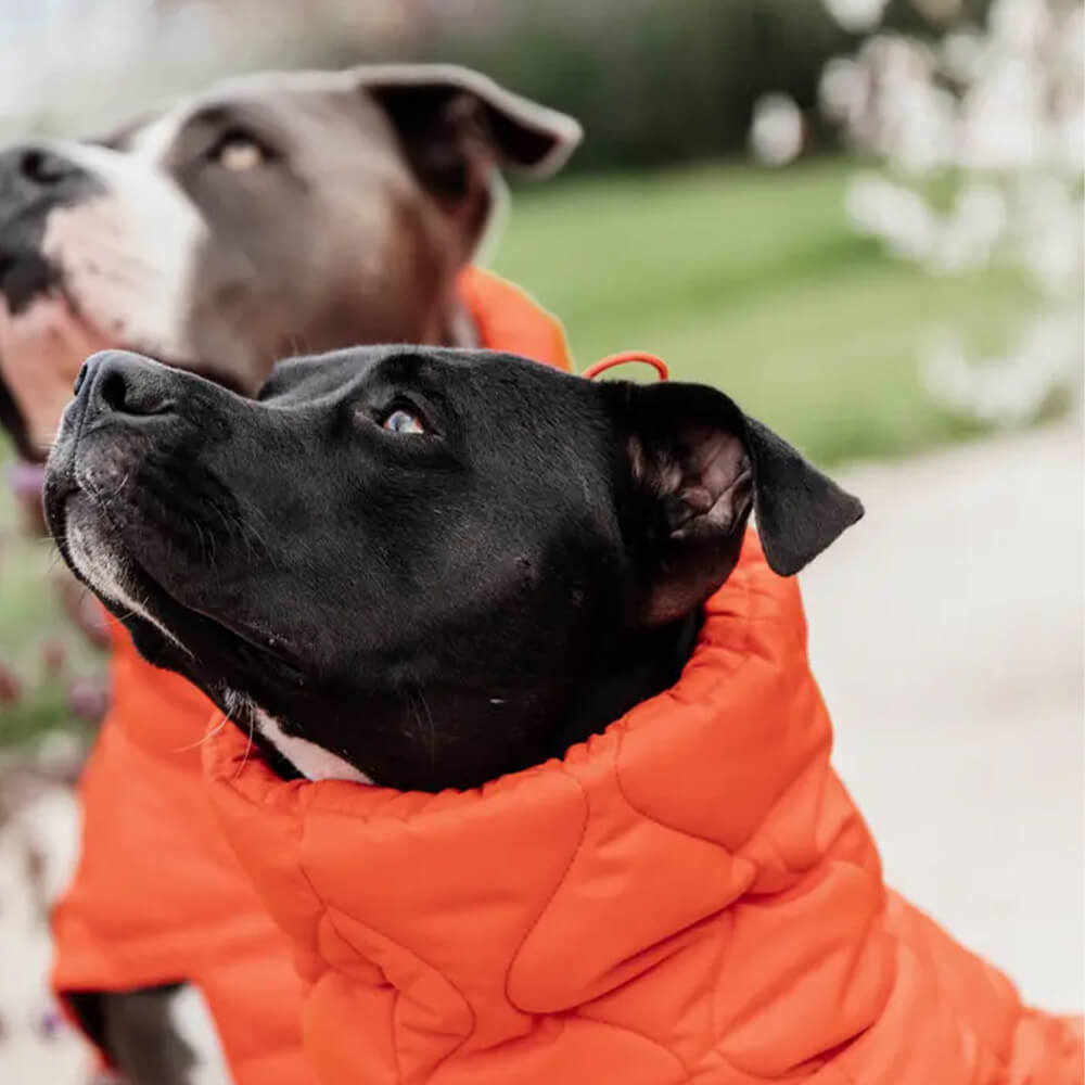 Kentucky Dogwear Hundemantel Winter Pina | HorSeven