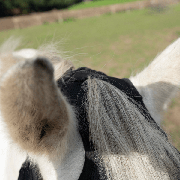 Comparer les prix de Busse Masque Anti-mouche FLY COVER FRANSEN GAP