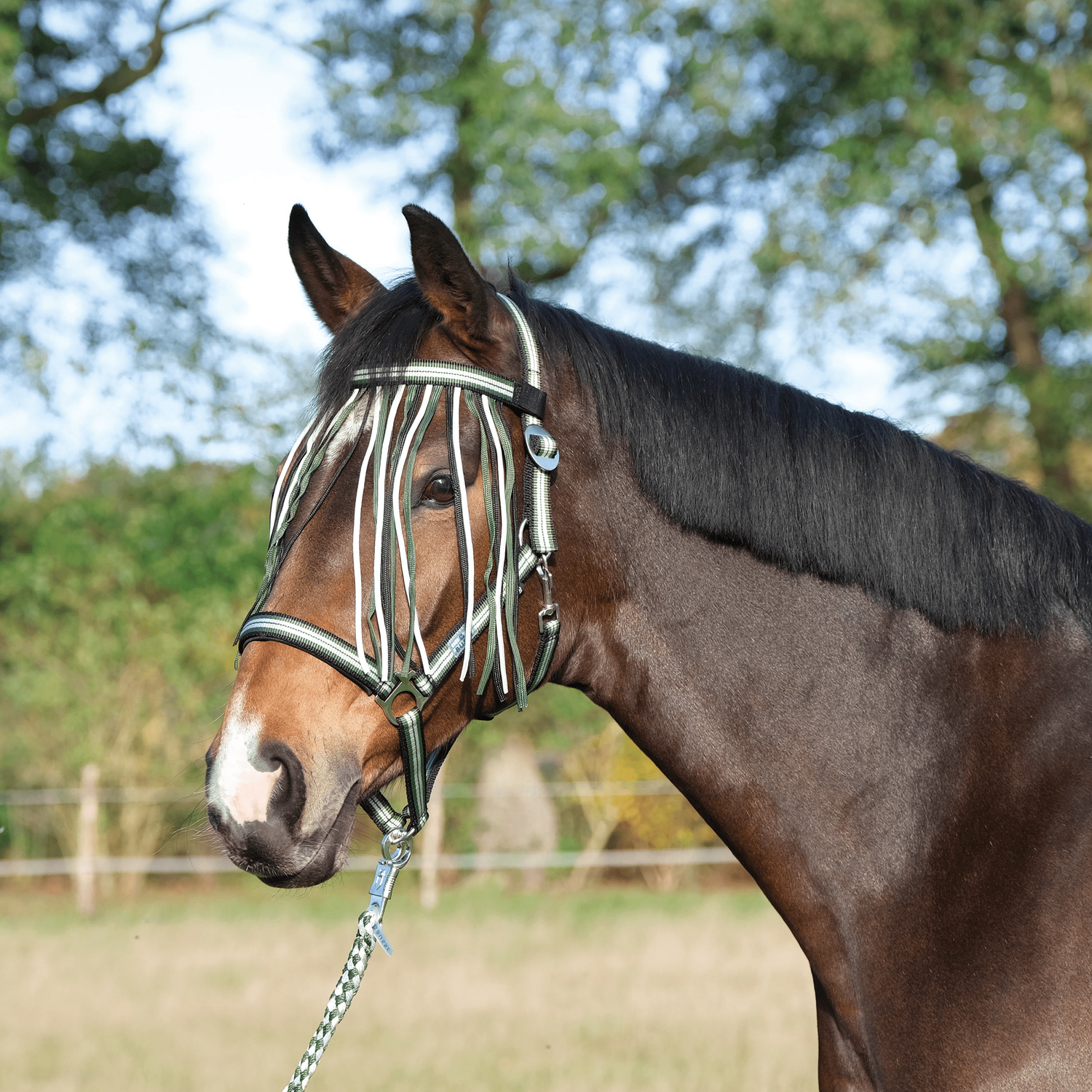 Meilleurs prix pour Busse Bande anti-mouches VISBY