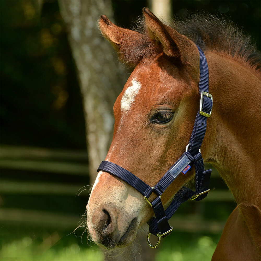 Comparer les prix de Busse licol FOHLEN