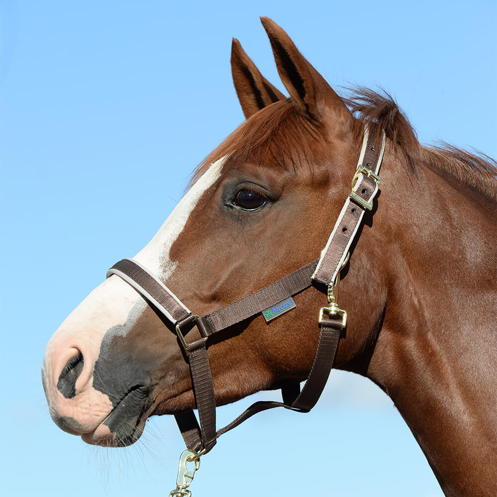 Meilleurs prix pour Licol pour cheval Bucas Dublin