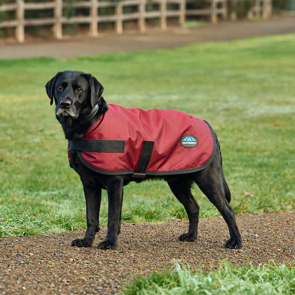 Manteau pour chien impérméable Weatherbeeta Comfitec Classic - burgundy - Rouge - 35 cm