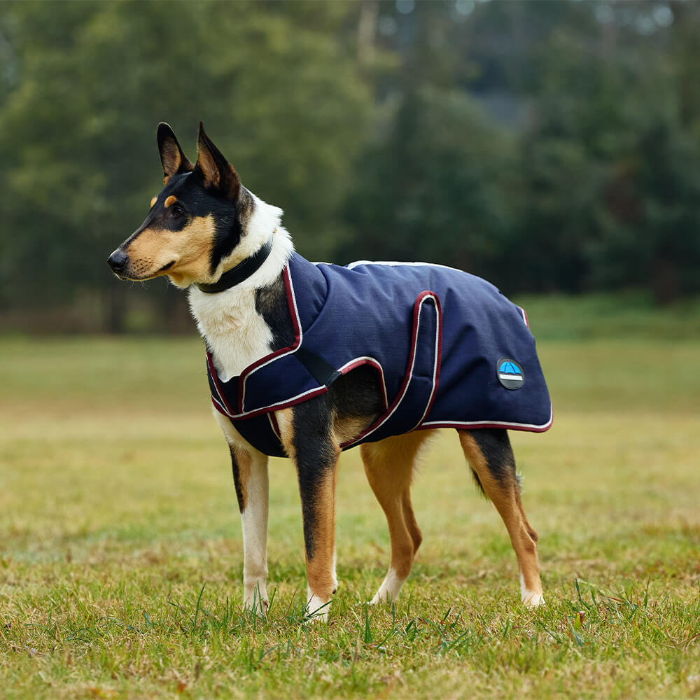 Manteau pour chien Weatherbeeta Comfitec Premier Deluxe - Bleu - 80 cm