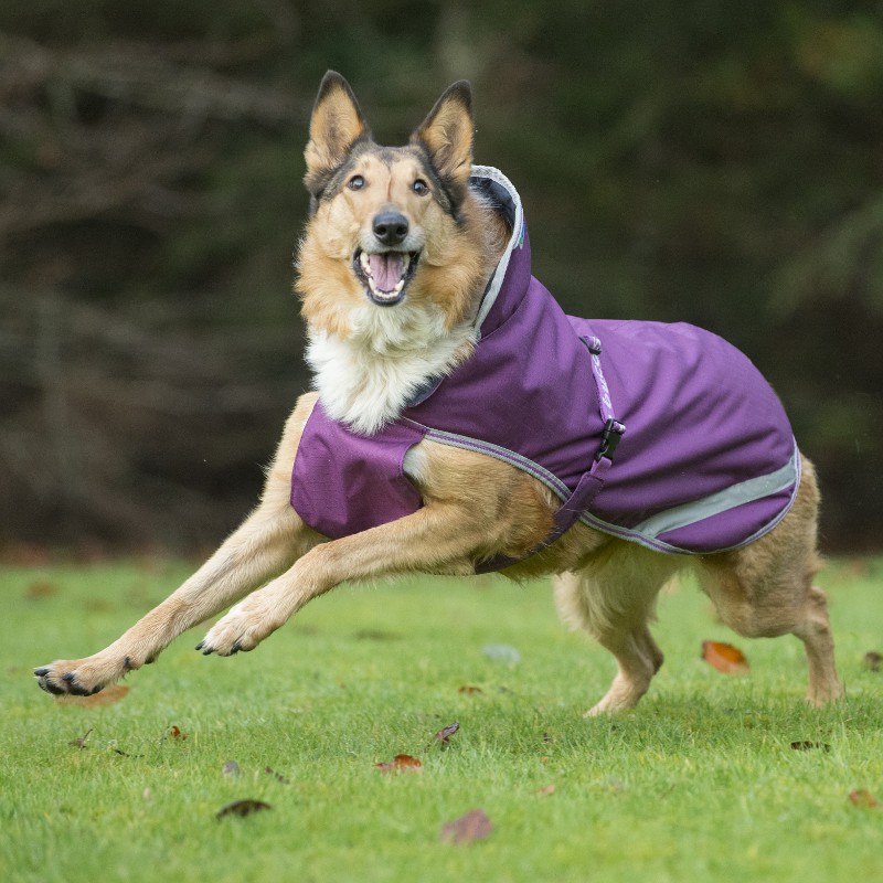 Bucas Freedom Dog Blanket Small 50g amethyst HorSeven