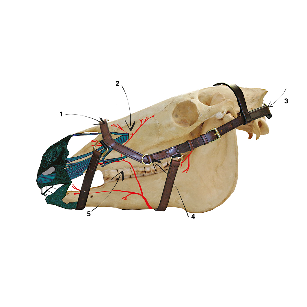 Briglia Micklem Competition Horseware - Nero, Pelle Imbottita, Taglia Vollblut (M) - Foto 6