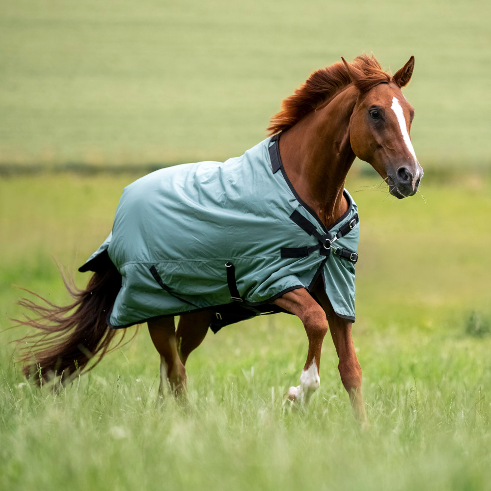 Sonnencreme Pferd – Die 15 besten Produkte im Vergleich - Reiterguide  Ratgeber